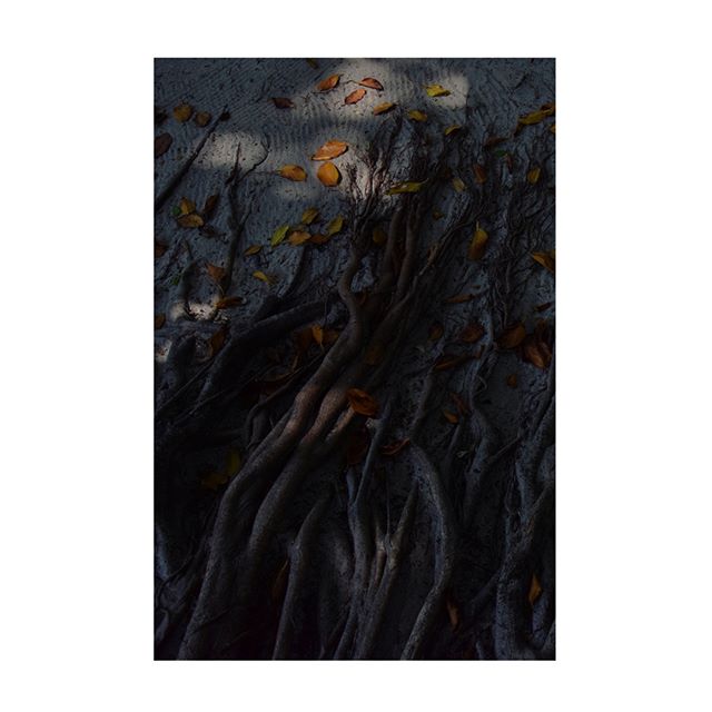 Earthy scene of roots intertwined on the ground with fallen leaves, creating a natural, moody texture.