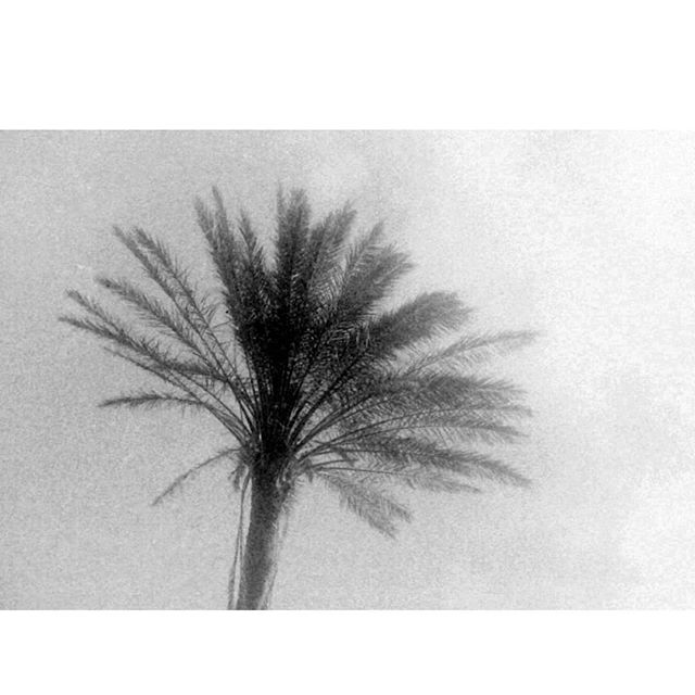 A lone palm tree reaches for the sky in this calming black and white landscape image.