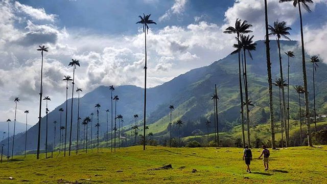 Hikers in Cocora Valley, Colombia, surrounded by wax palms against a mountain backdrop on a cloudy day.