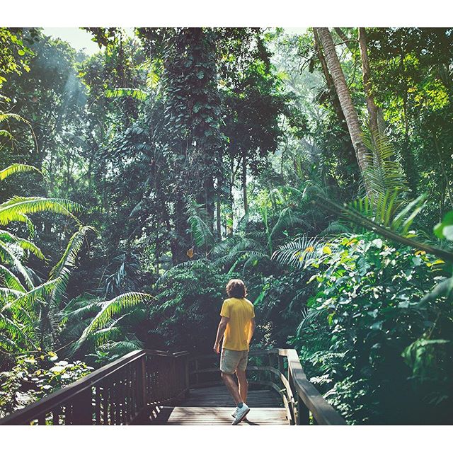 A man walks on a wooden bridge through a vibrant green tropical forest.