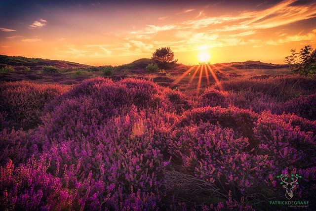 A serene sunset over a field of purple heather creates a tranquil landscape, ideal for nature tourism.