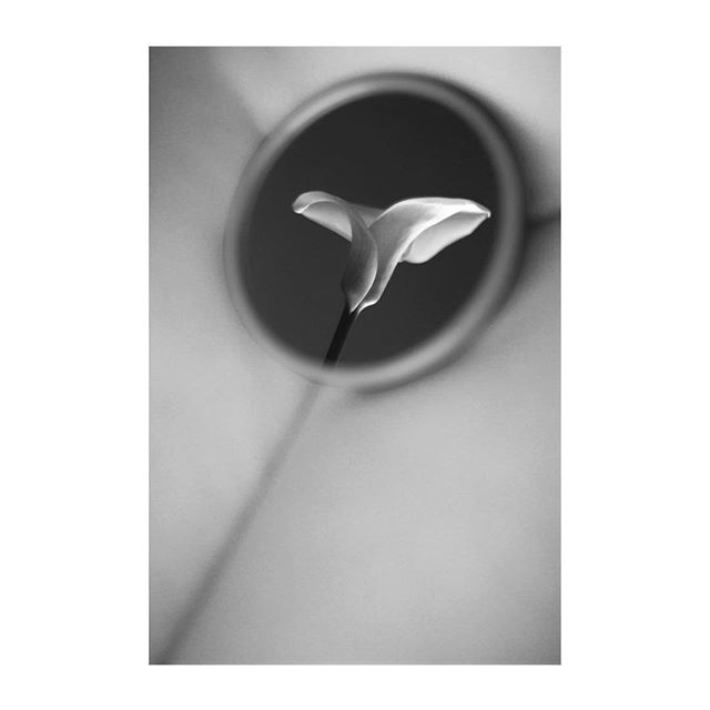 A single calla lily in a soft, monochrome image evokes calm elegance and minimalist beauty.