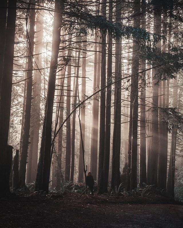 A lone figure hikes through a misty forest filled with tall trees as sunlight filters through the canopy.