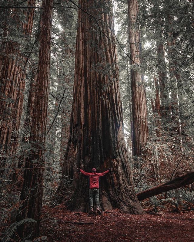 A man in a red jacket stands with arms outstretched, hugging a giant redwood tree in a tranquil forest landscape.