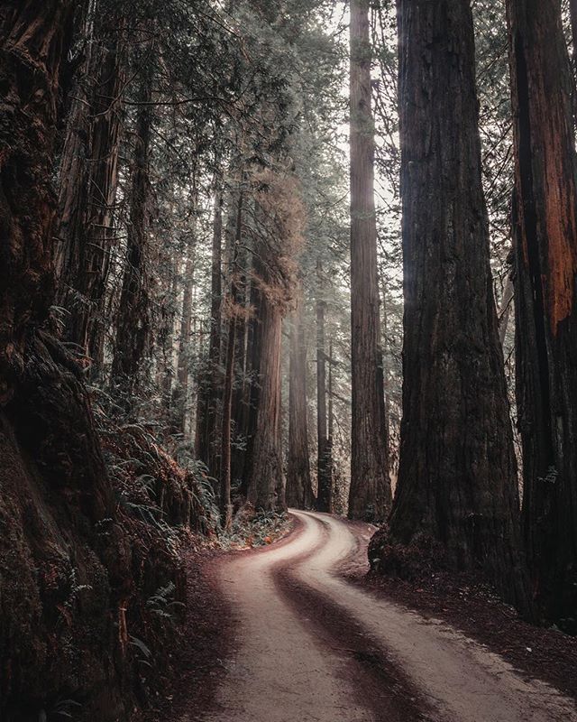 A winding path cuts through a dense forest of tall trees, creating a peaceful scene.