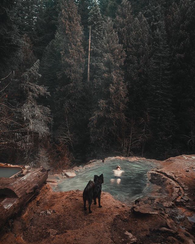 A person relaxes in a natural hot spring with a dog looking on in a tranquil forest setting.