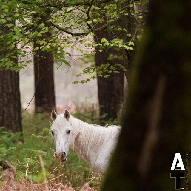 A white horse stands calmly in a serene forest setting, bathed in soft, diffused light.