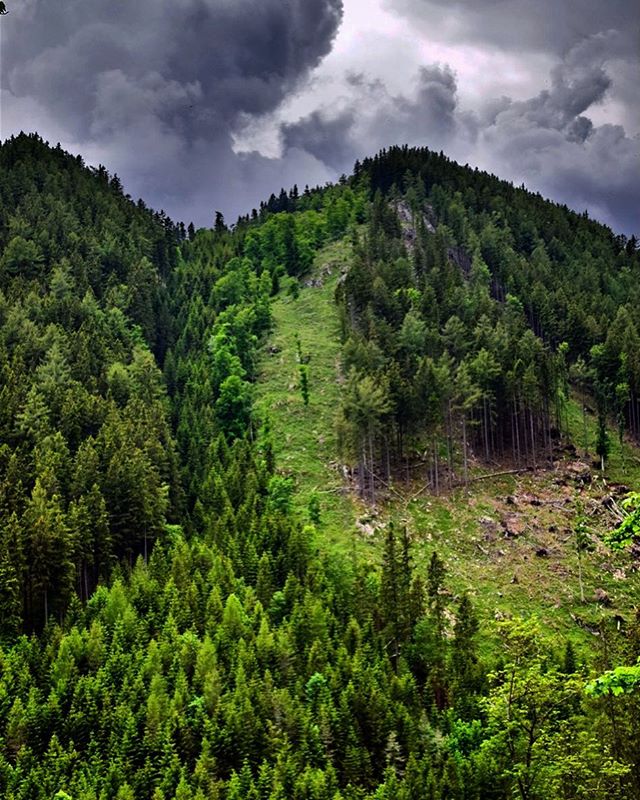 Lush green mountainside covered in trees under a cloudy sky. Scenic woodland environment.