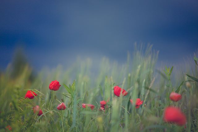 A field of red poppies and green grass stands beneath a blue sky, creating a serene and beautiful scene.