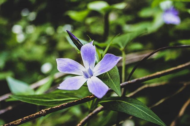A close-up of a delicate purple periwinkle flower with lush green leaves.