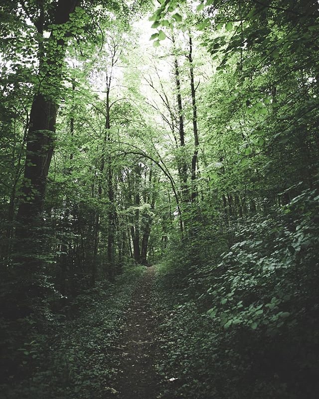 A path winds through a dense green forest with dappled sunlight, creating a serene and inviting natural scene.