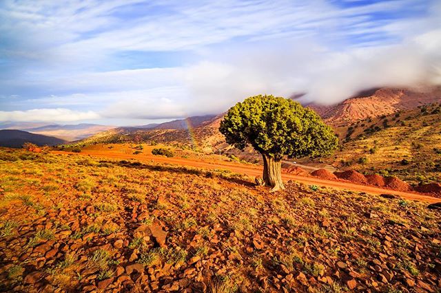 A scenic landscape featuring a tree in a mountainous region with a dirt road under a cloudy sky.