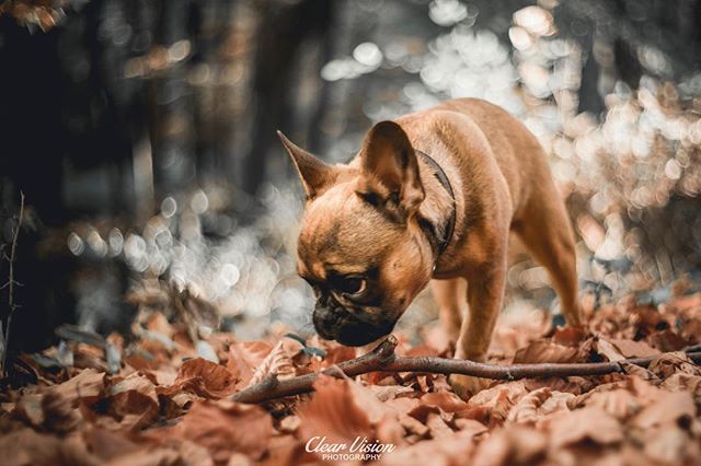 A cute French Bulldog sniffs a stick among autumn leaves in a forest setting, perfect for pet-related campaigns.