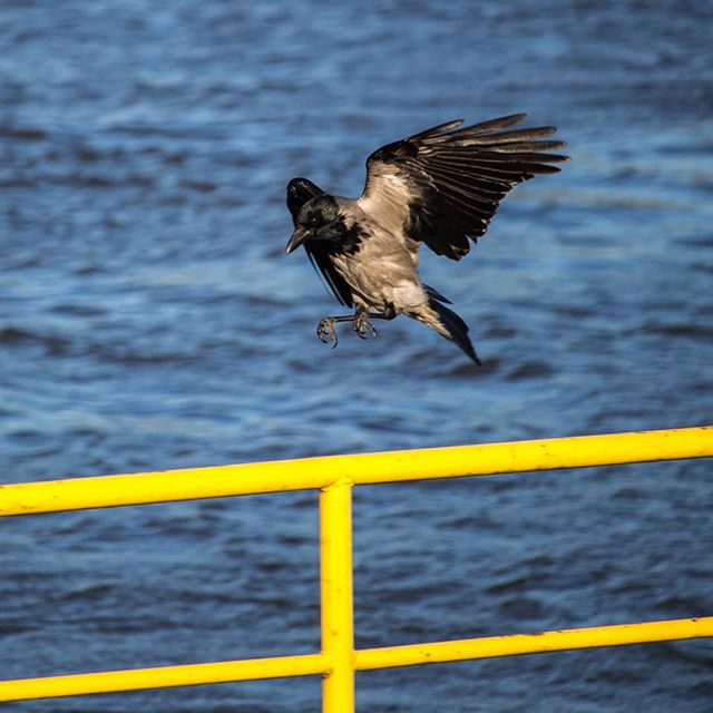 A crow is flying over water near a yellow railing, captured in a medium shot with a shallow depth of field.