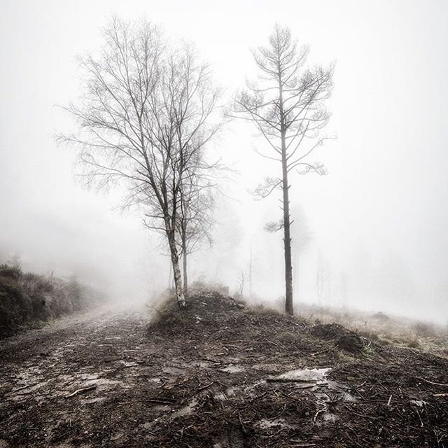 A misty forest landscape featuring bare trees along a muddy path, conveying a serene and atmospheric mood.