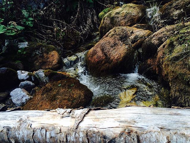 A tranquil stream flows over moss-covered rocks in a lush forest, with a fallen log in the foreground.