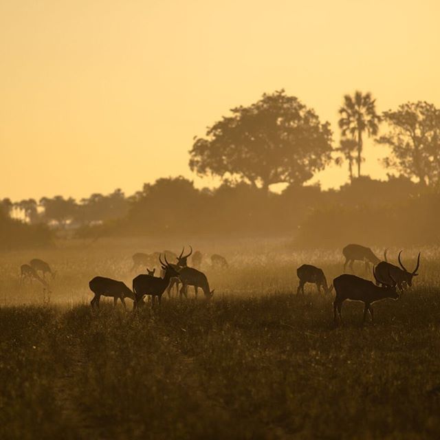 A herd of deer grazing in a misty savanna landscape at sunset, creating a peaceful nature scene.