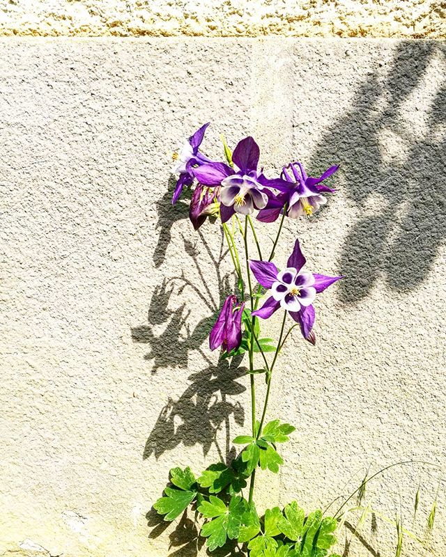 Purple and white columbine flowers bloom against a textured wall, casting delicate shadows.