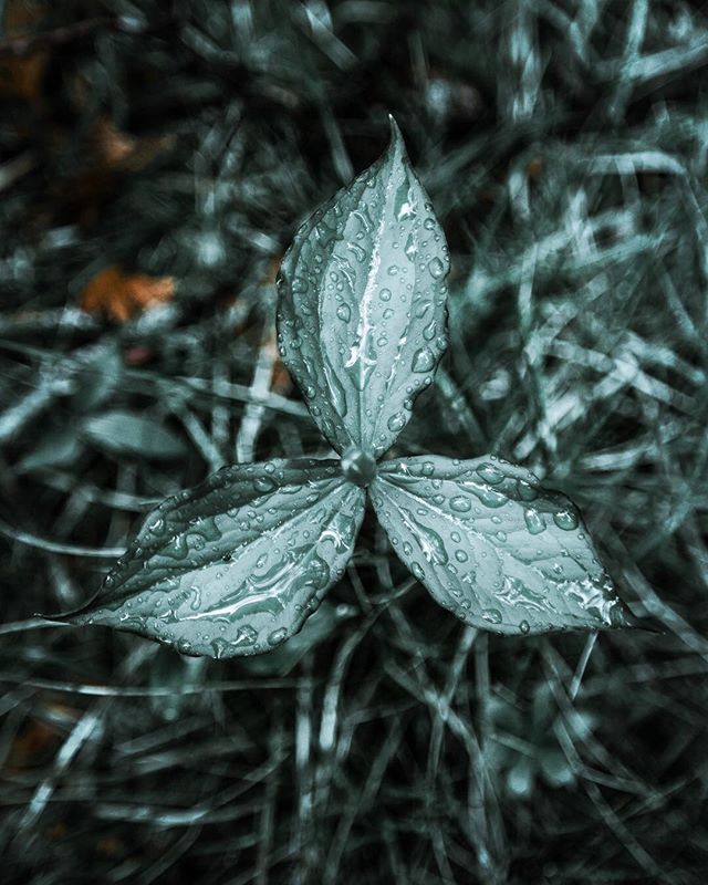 A close-up of a trillium flower with water droplets on its leaves, set against a blurred, natural forest floor background.