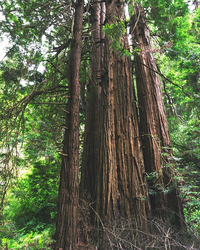 A low-angle view of towering trees in a lush forest, creating a tranquil and scenic nature scene.