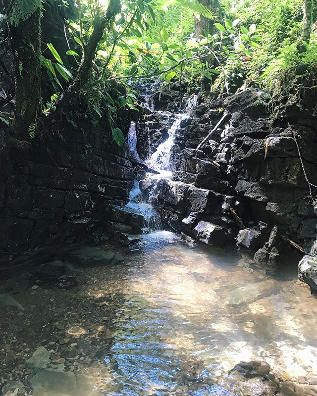 A small waterfall flows over rocks into a clear stream surrounded by lush green vegetation in a natural forest setting.