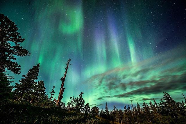 Aurora borealis illuminates the night sky above a forest landscape, creating a tranquil and mysterious scene.