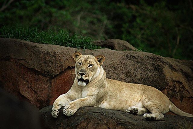 A lioness rests calmly on a rock in the wild, exuding serenity and natural beauty in its habitat.