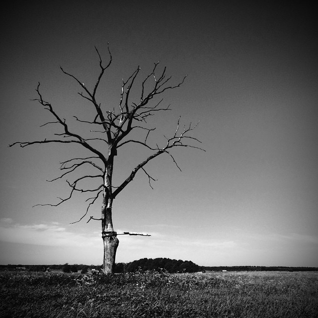 A lone, leafless tree stands in a field under a monochrome sky, evoking a sense of stark beauty and rural solitude.