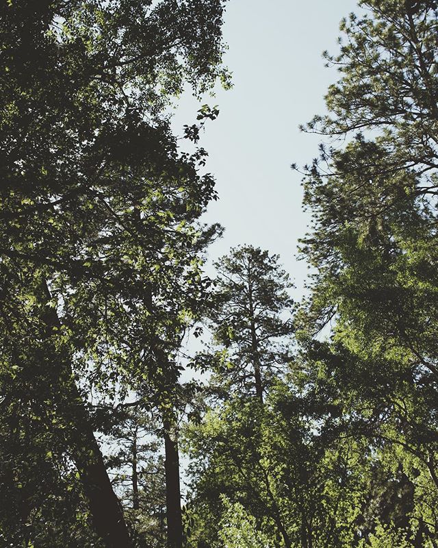 A low-angle view captures the serene treetops and sky in a calming forest landscape.