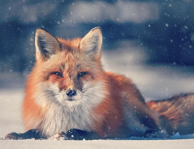 A red fox sits calmly in the snow during a winter snowfall, its fur a vibrant contrast to the white landscape.