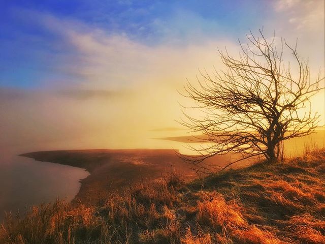 A scenic landscape featuring a bare tree on a hill overlooking a misty coastline at sunrise, exuding tranquility.