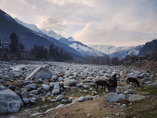 A man tends to donkeys in a rocky riverbed with snow-capped mountains in the background.