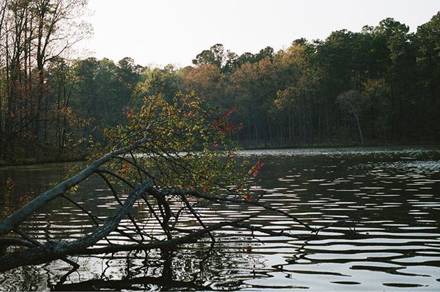 A tree branch hangs over a calm lake surrounded by a lush green forest, creating a tranquil nature scene.
