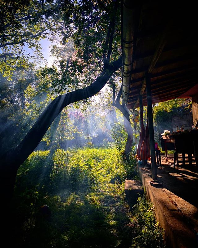 Sunlight streams through trees onto a lush garden and a cozy porch, creating a peaceful, natural scene.