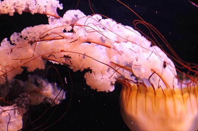A close-up of jellyfish with flowing tentacles, illuminated against a dark background in an aquarium setting.