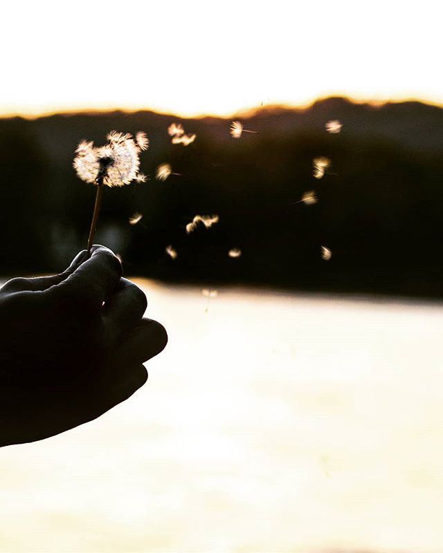 A hand holding a dandelion at sunset, with seeds blowing away, evoking a sense of peace and natural beauty.
