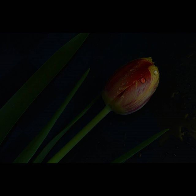 A striking close-up of a tulip with water droplets against a dark backdrop creates a dreamy and intimate floral still life.
