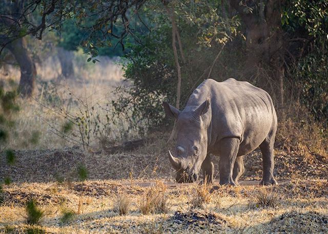 A rhino grazes peacefully in its natural habitat, captured in a serene wildlife setting.