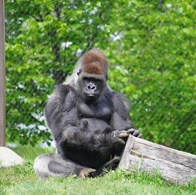A gorilla sits calmly in the grass, resting next to a log with a serene expression.