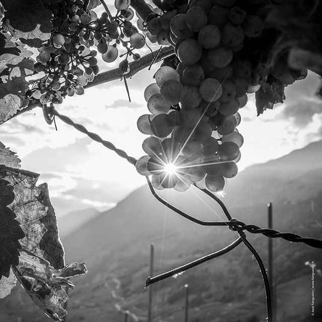 A black and white image of grapes on a vine with sunlight streaming through, set against a backdrop of mountains.