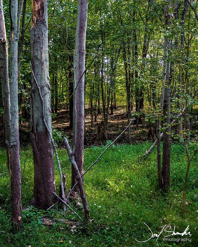 A tranquil forest scene featuring tall trees and lush green foliage in a natural setting.