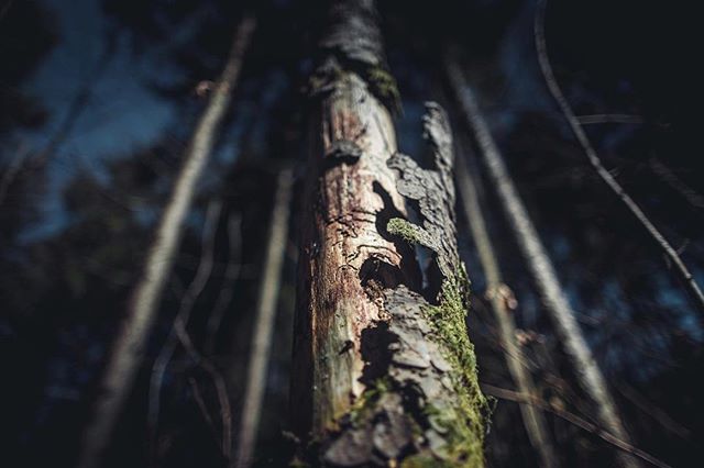 A close-up of a tree trunk with moss in a dark forest setting, creating a natural and moody atmosphere.