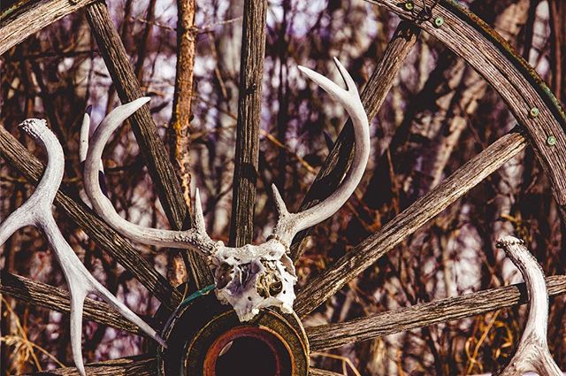 Rustic display of deer antlers and skull mounted on an old wooden wagon wheel for a vintage look.