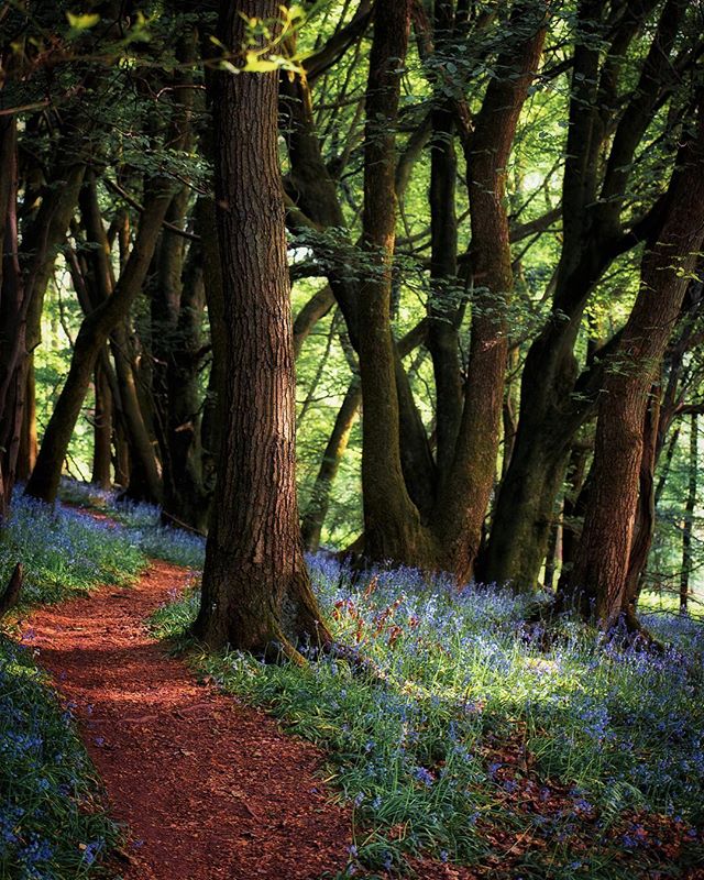A peaceful forest path winds through trees and wildflowers, inviting viewers to a serene natural landscape.