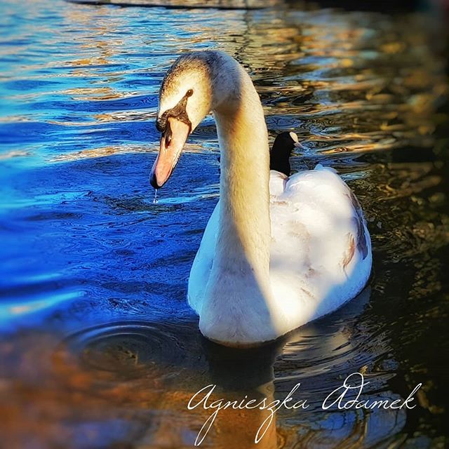 A graceful swan swims serenely on a lake, bathed in warm sunlight with a coot on its back.
