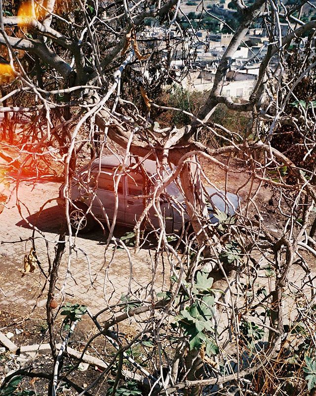 A vintage car is seen through a web of tree branches with a cityscape in the background.