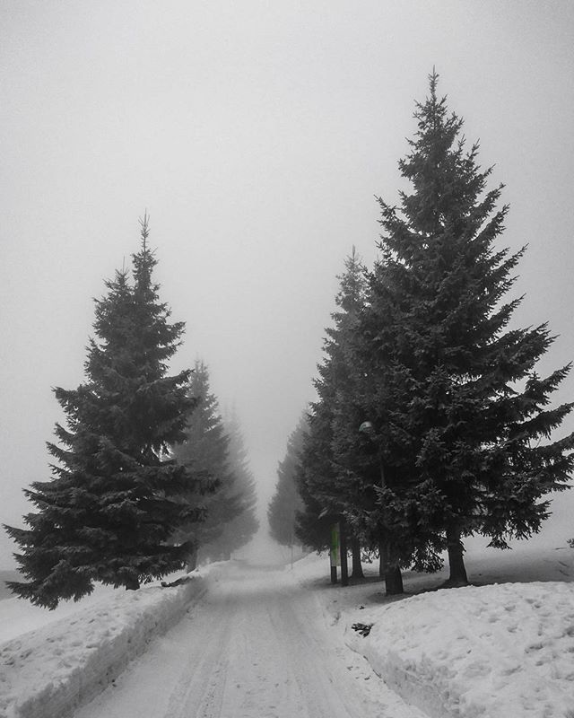 A monochrome shot of a snow-covered path lined with tall trees in a foggy winter landscape.