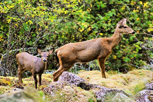 Two deer stand among rocks and greenery in their natural forest habitat. 
