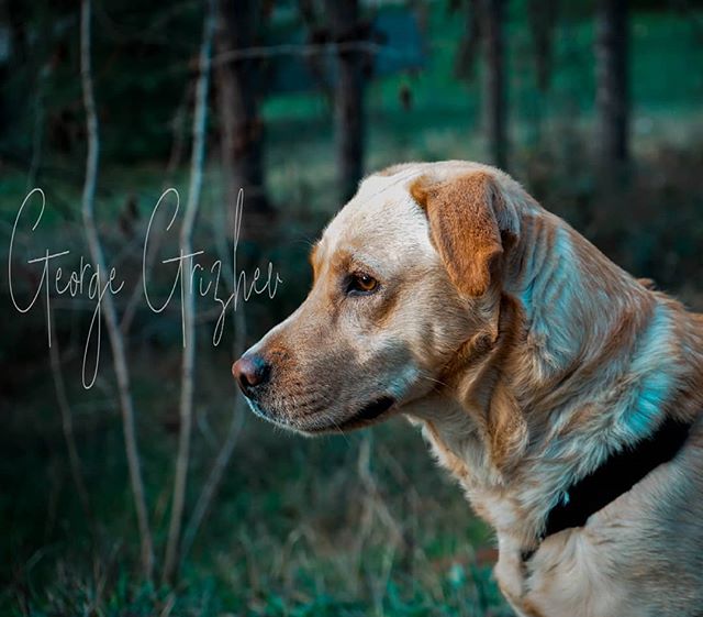 A golden labrador dog gazes into the distance in a serene forest setting.
