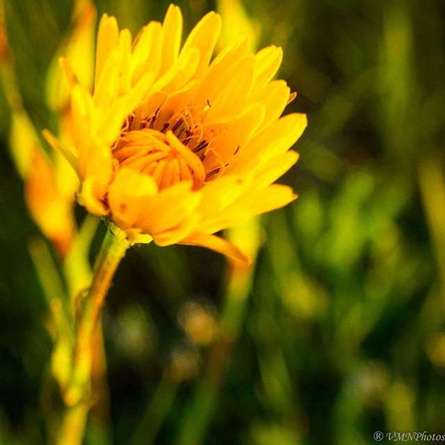 A close-up shot showcases a vibrant yellow flower in soft focus, ideal for nature and spring themes.